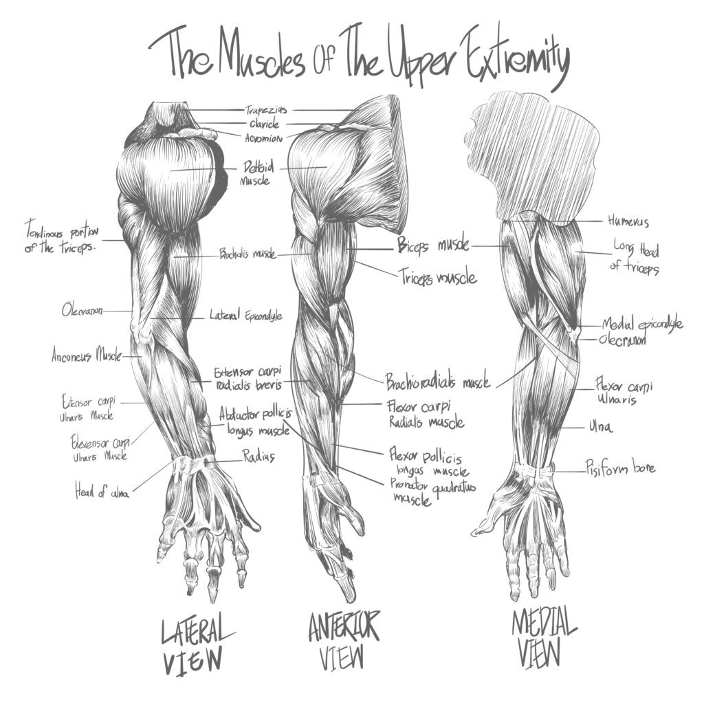 Muscles-of-the-upper-extremities