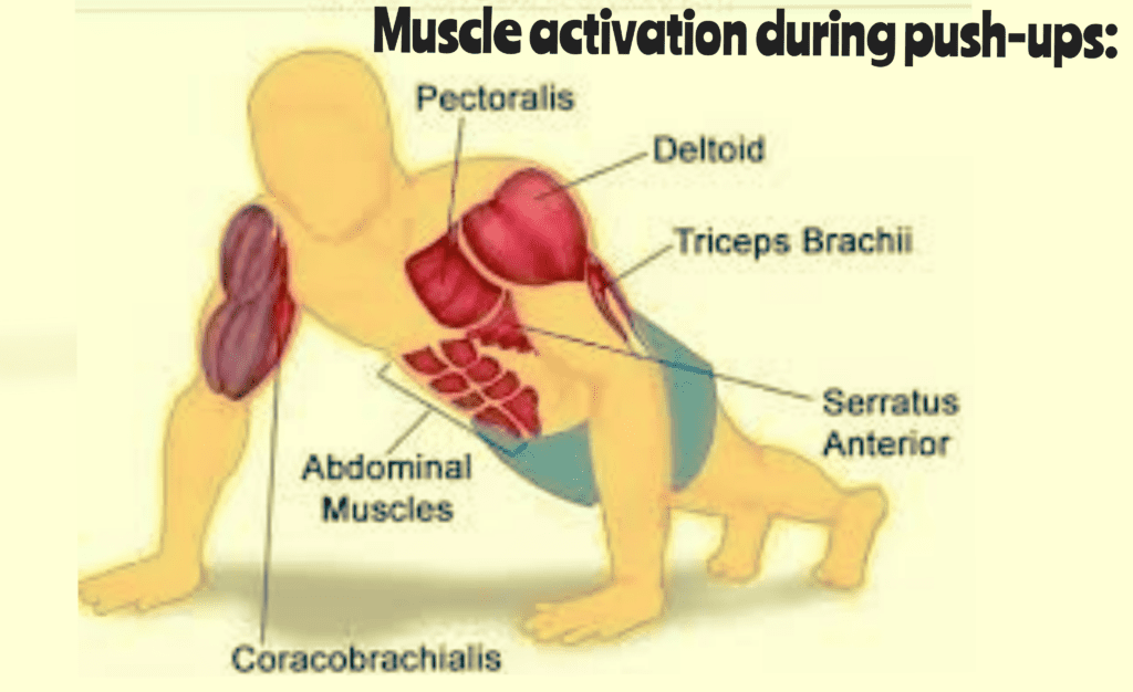 Muscles-involved-push-up