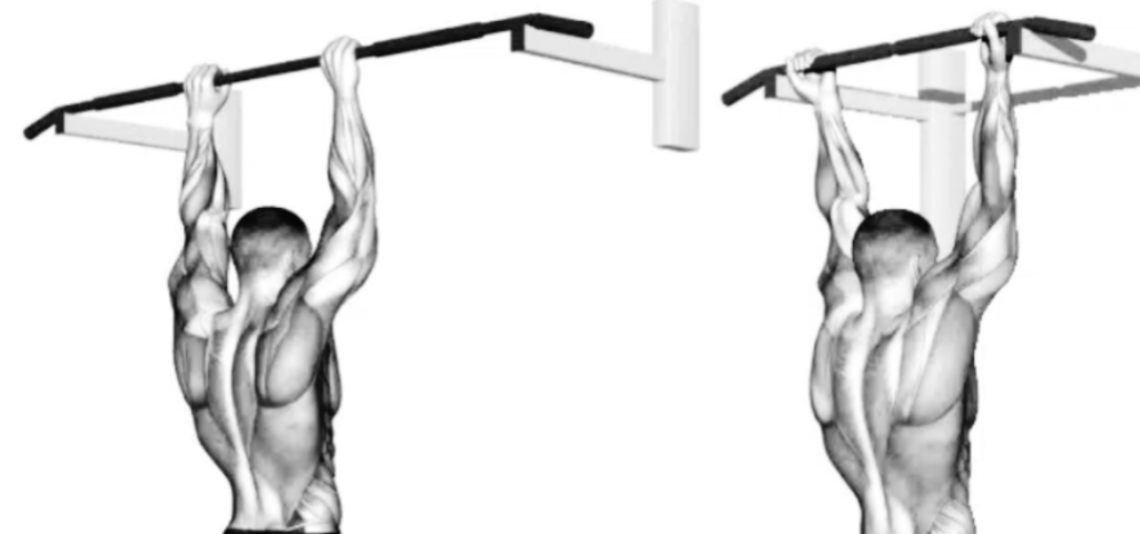 Illustration-of-pull-ups-and-chin-ups-showing-muscle-engagement-and-technique