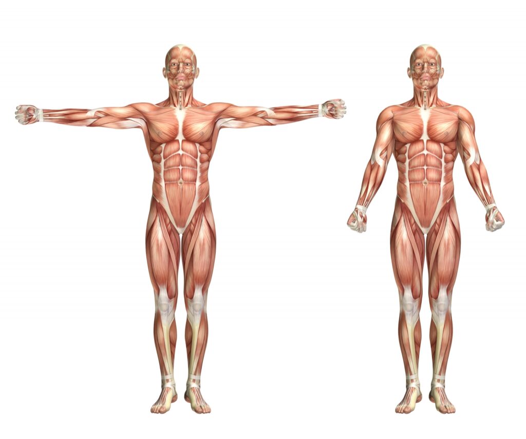 Human-muscular-system-anatomy-labeled-muscle-groups