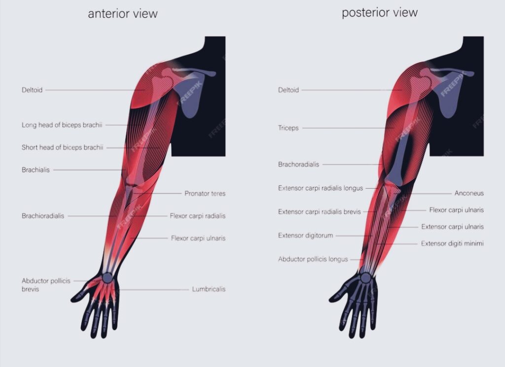How-muscles-work-biceps-and-triceps-movement