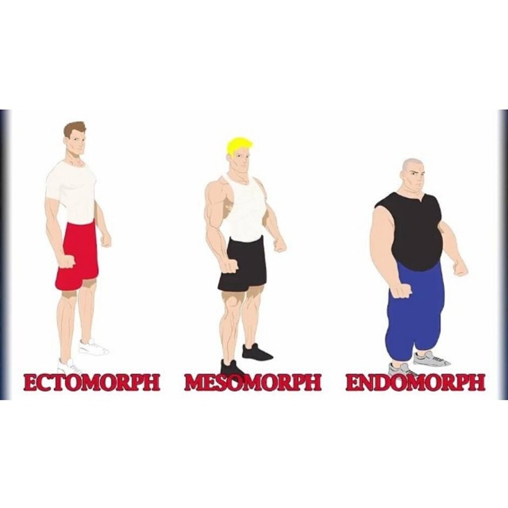 Ectomorph-mesomorph-endomorph-body-types-comparison