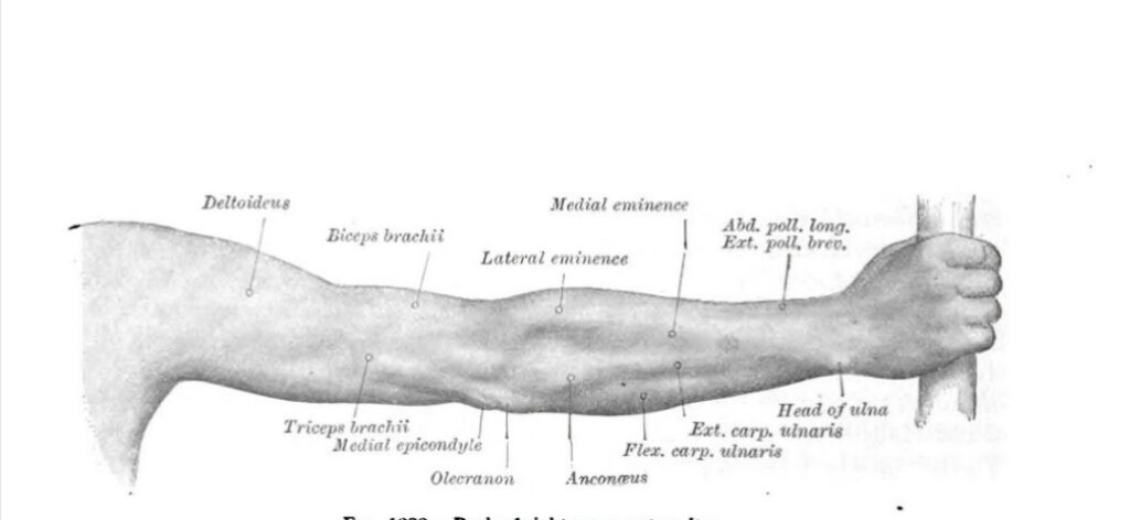 Detailed-anatomical-illustration-of-forearm-muscles-and-structure