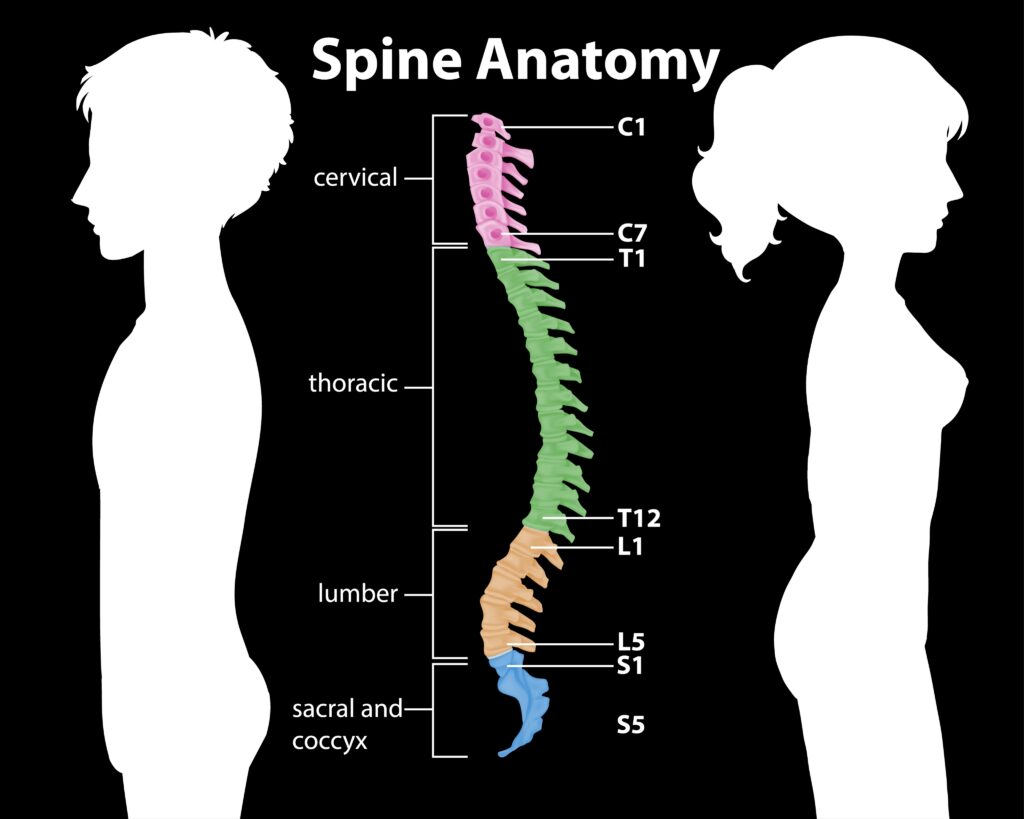 Spine-anatomy-diagram-human-body