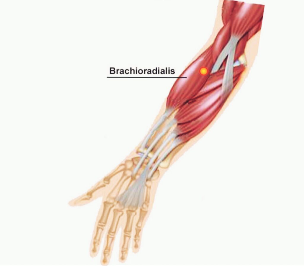 Brachioradialis-anatomy-forearm-muscle-function-movement