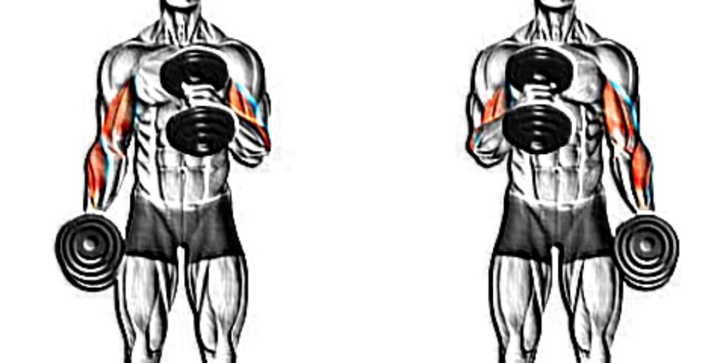 Hammer-curl-exercise-muscle-activation