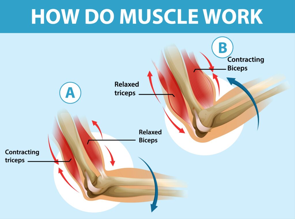 Brachioradialis-anatomy-forearm-muscle-function-movement
