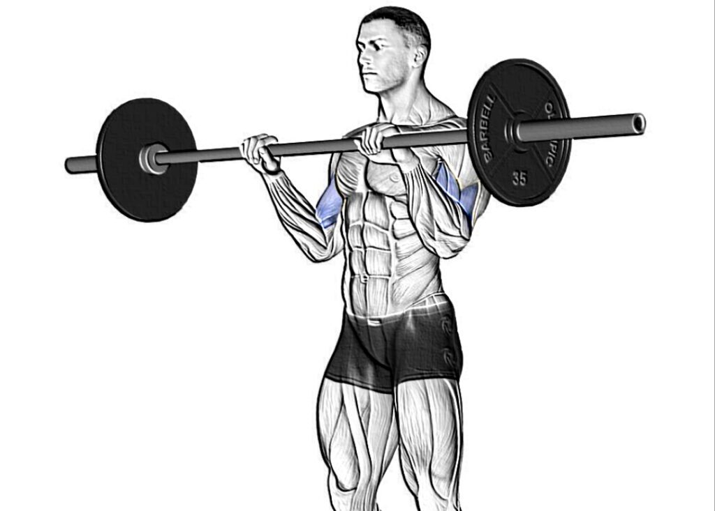 Reverse-grip-barbell-curl-muscle-targets