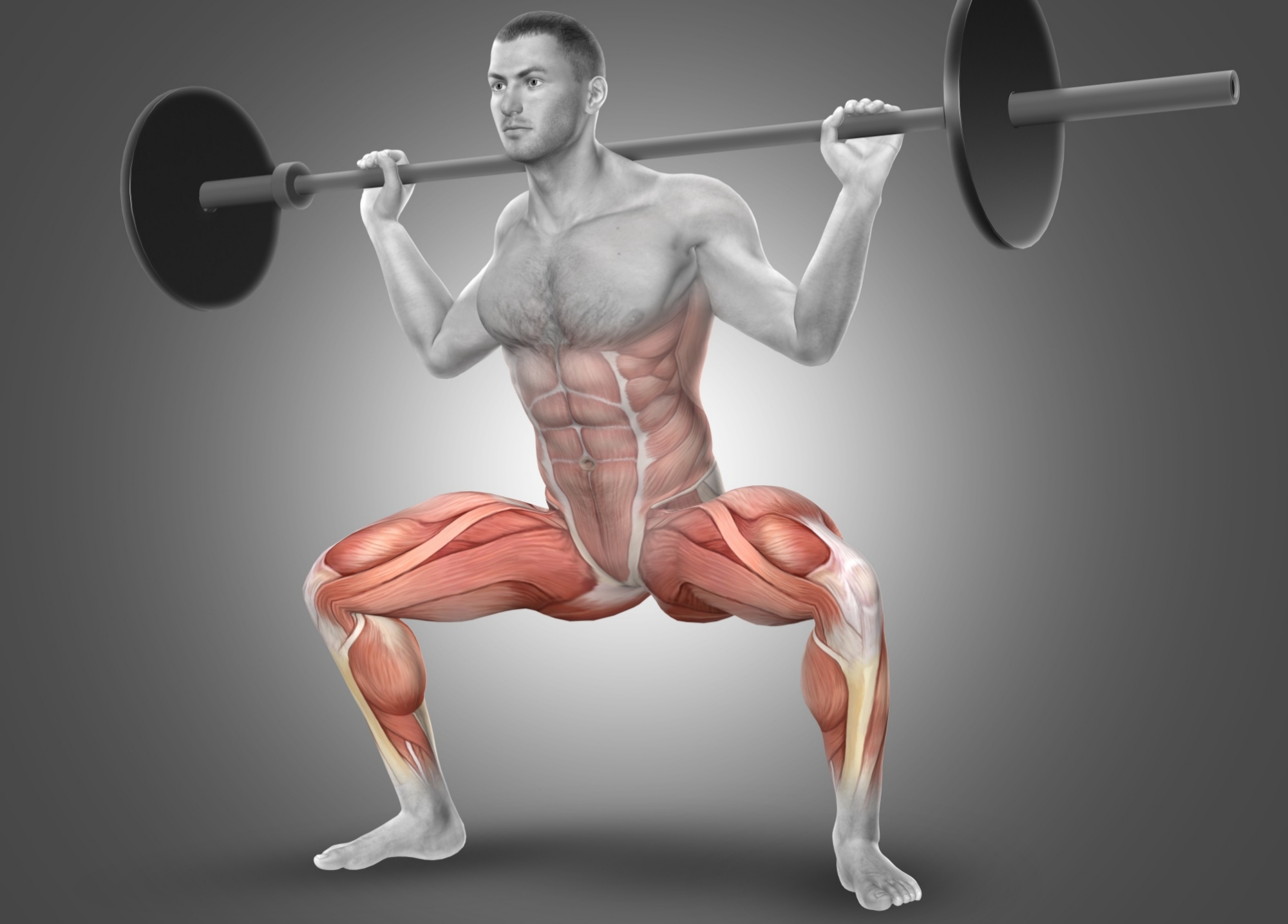 Barbell-squat-muscle-anatomy-highlighted-leg-core-activation