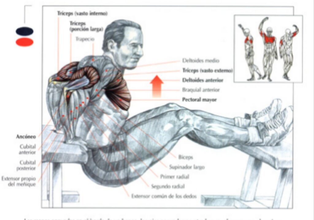 triceps-muscles-during-bench-dips