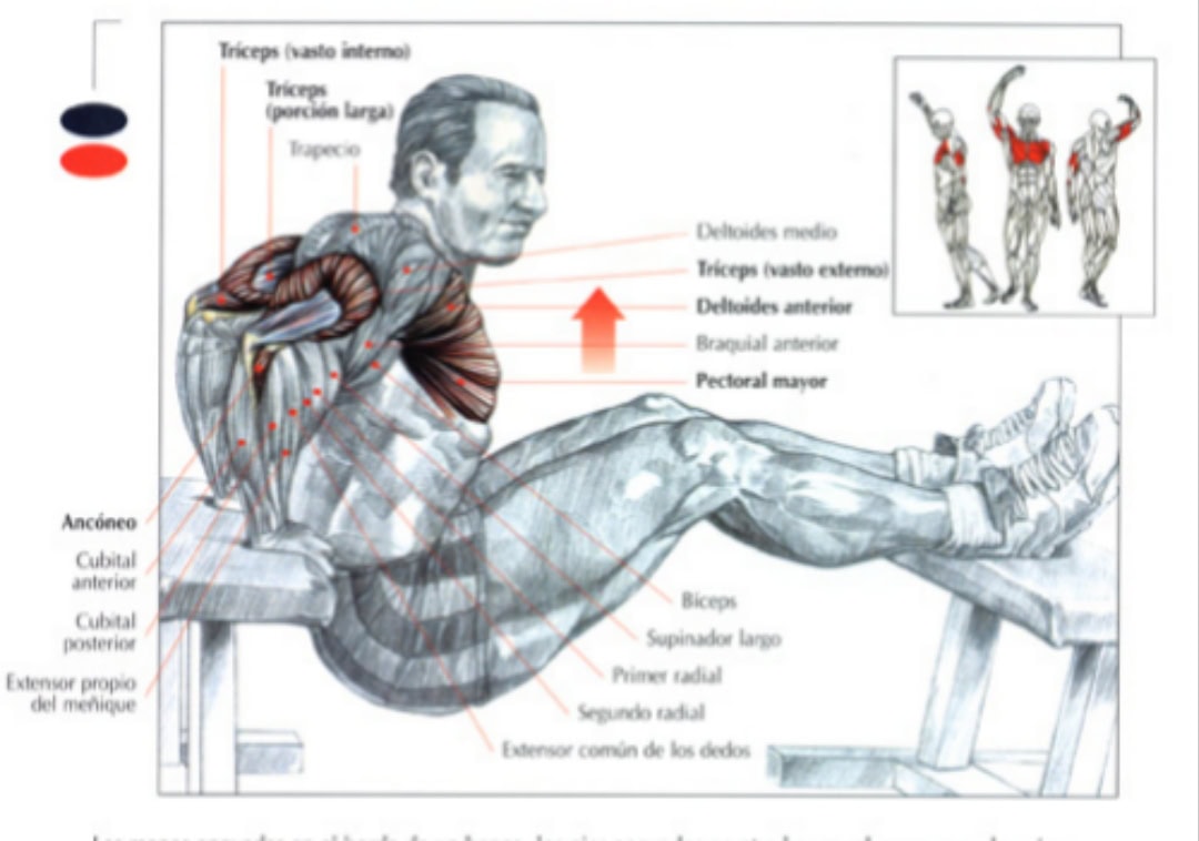 Is It Possible to Develop Triceps Without Gym Equipment in Small Spaces?
