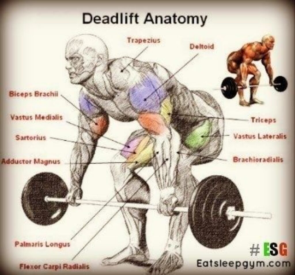 Muscles-involved-in-the-deadlift