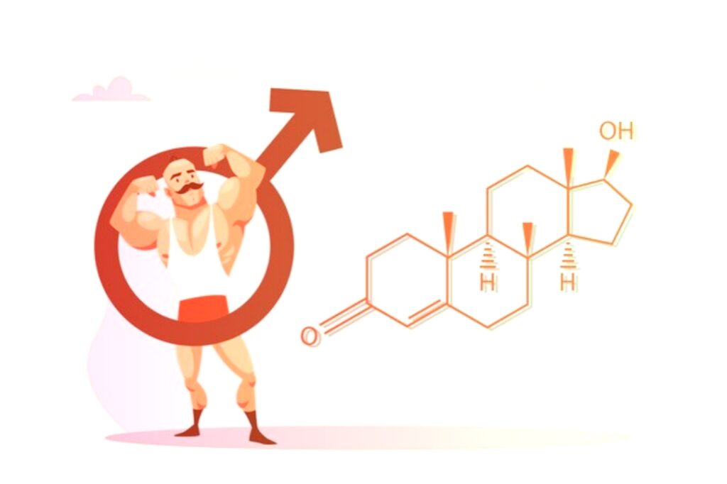 How-muscle-growth-works