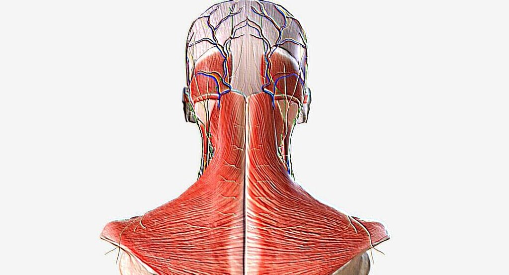 Training-the-Neck-for-Bodybuilding