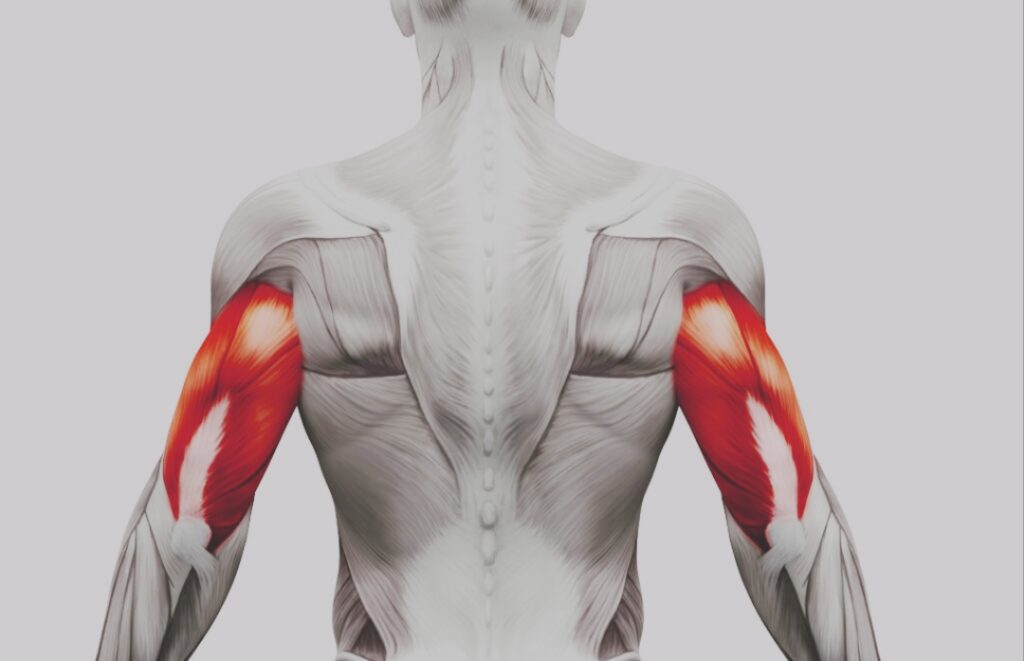 Exercises-for-the-Triceps