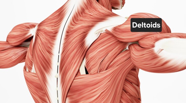 Anatomical-illustration-highlighting-deltoid-muscle