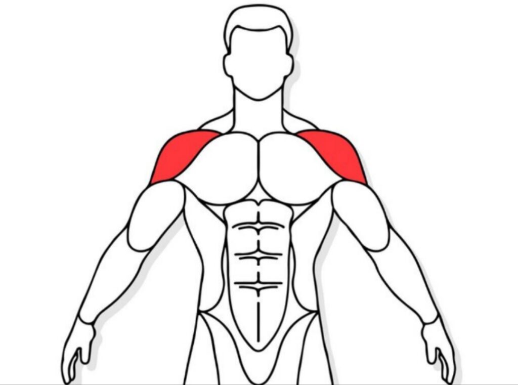 Why-Front-Delts-Matter-for-Upper-Body-Width