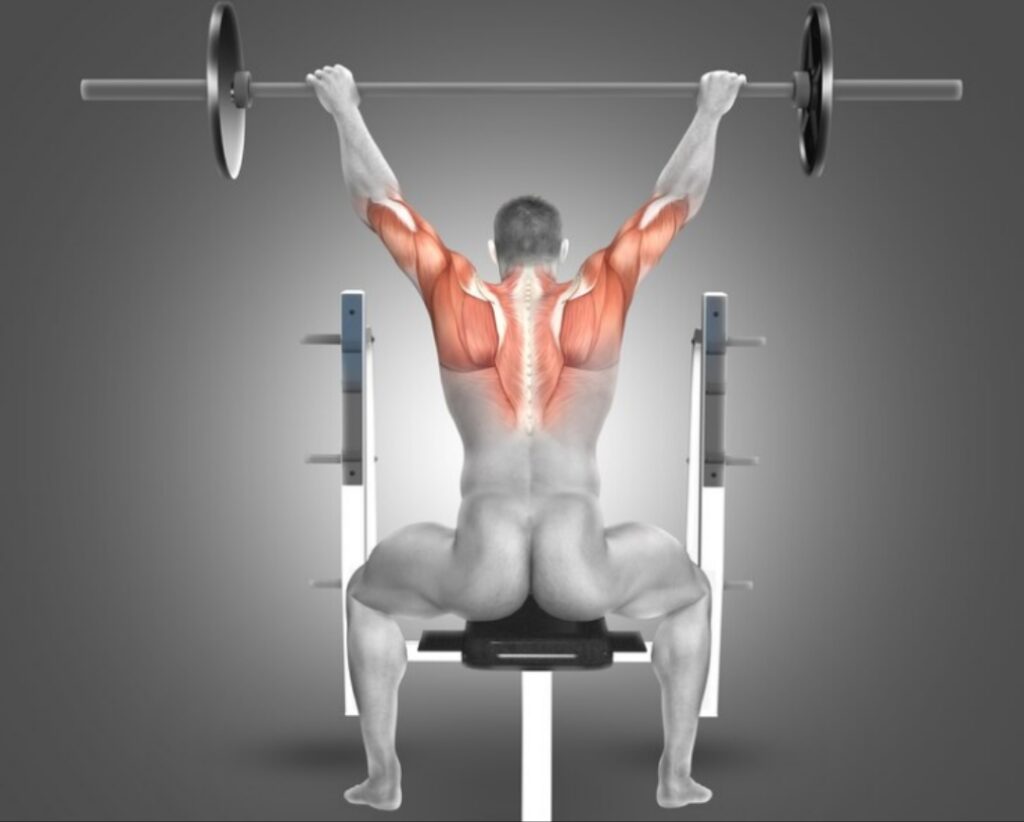 Muscles-involved-in-the-overhead-press