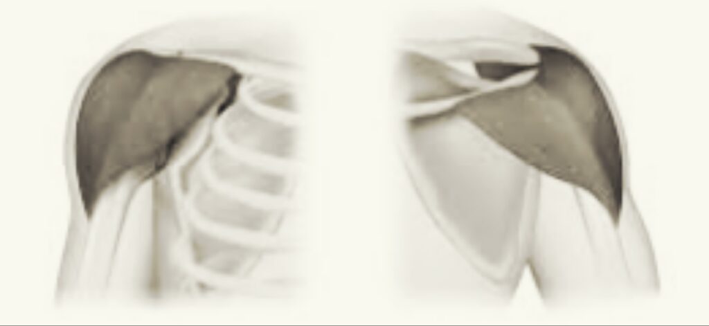 The-Three-Heads-of-the-Deltoid