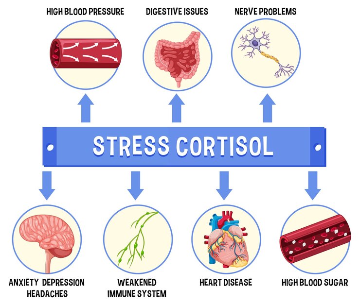 Stress-cortisol-system-scheme