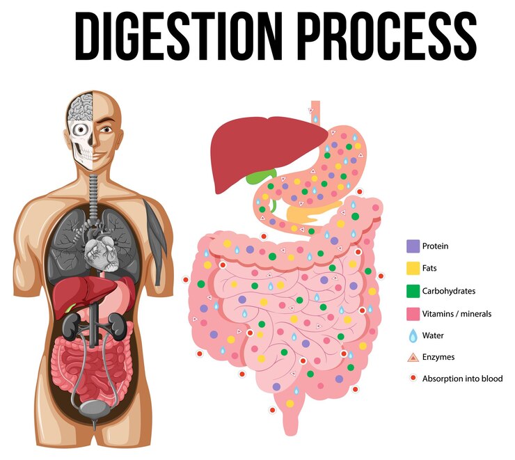 Diagram-showing-digestion-process