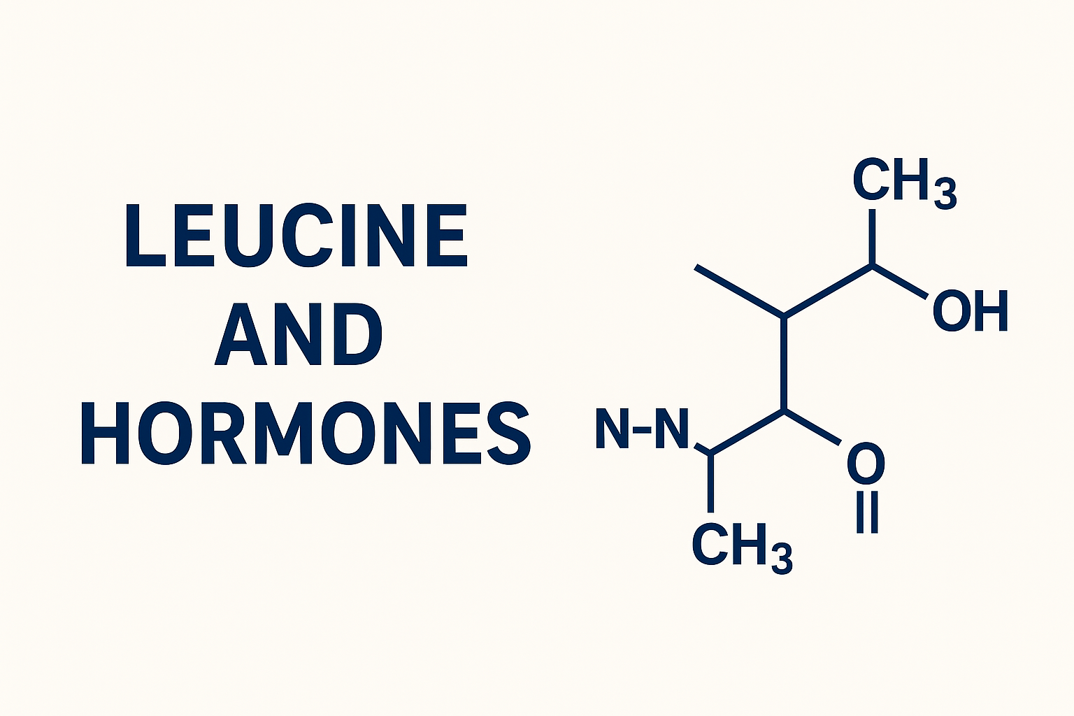 Leucine-structure-hormone-interaction-diagram