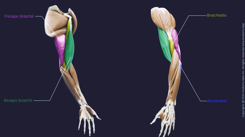 Brachialis-pain-sucks-but-I-fixed-it
