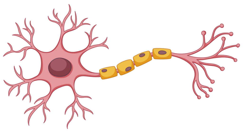 Cartoon-neuron-structure-with-axon-and-dendrites